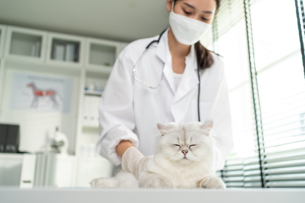 Asian veterinarian examine cat during appointment in veterinary clinic.